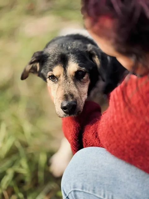 Pies do adopcji, Piła, 13 kwietnia 2019 (3/5)