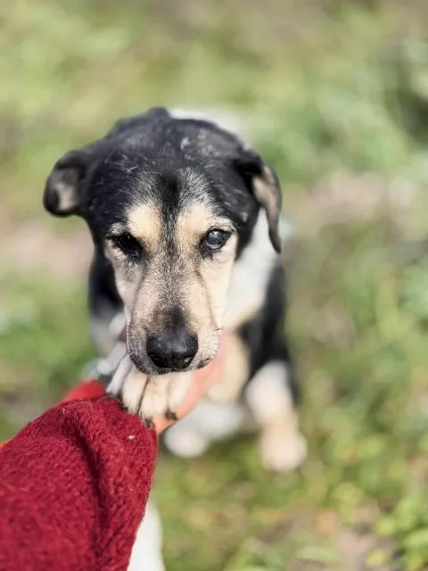 Pies do adopcji, Piła, 13 kwietnia 2019 (4/5)