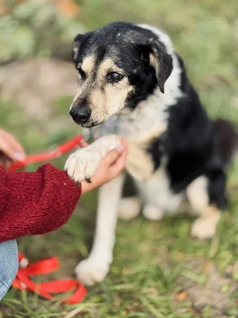 Pies do adopcji, Piła, 13 kwietnia 2019 (5/5)