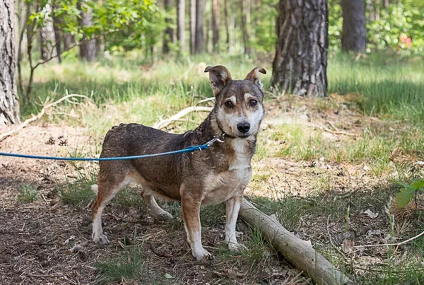 Pies do adopcji, Piła, 13 kwietnia 2019 (5/5)