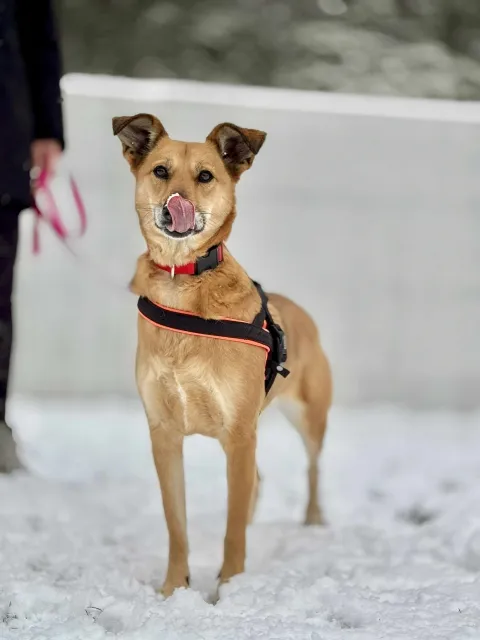 Pies do adopcji, Piła, 4 czerwca 2022 (4/5)
