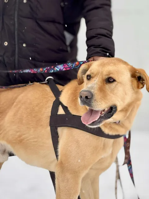 Pies do adopcji, Piła, 11 lipca 2022 (1/5)