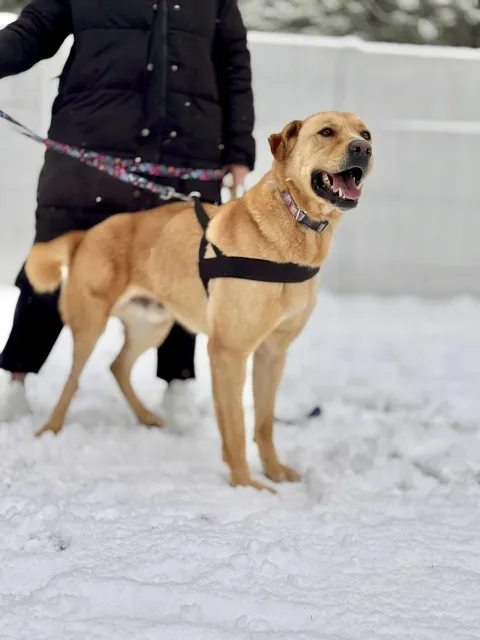 Pies do adopcji, Piła, 11 lipca 2022 (2/5)