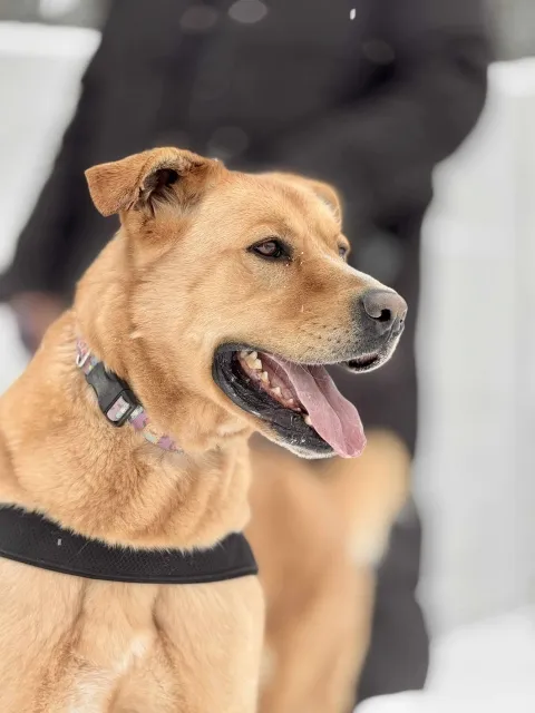 Pies do adopcji, Piła, 11 lipca 2022 (5/5)