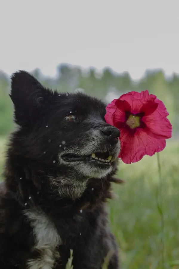 Pies do adopcji, Radom, 20 sierpnia 2025 (4/5)