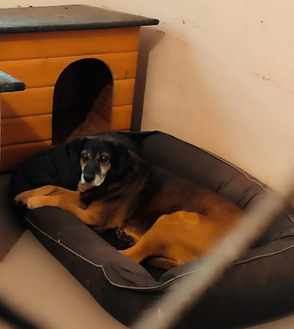 Pies do adopcji, Radom, 4 października 2025 (2/5)