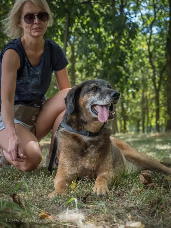 Pies do adopcji, Radom, 4 października 2025 (4/5)