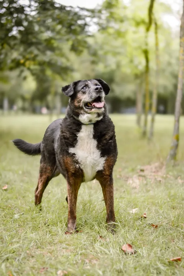 Pies do adopcji, Radom, 15 października 2025 (3/5)