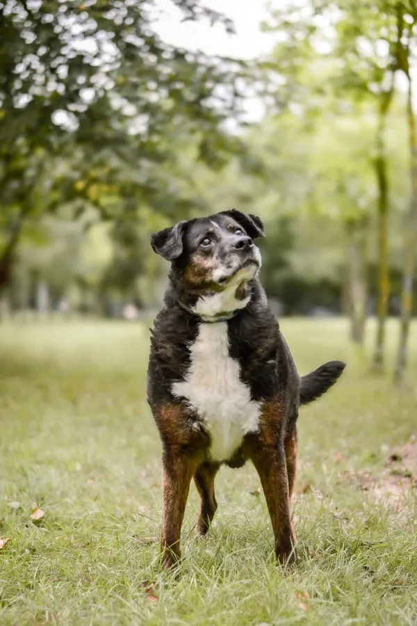 Pies do adopcji, Radom, 15 października 2025 (4/5)