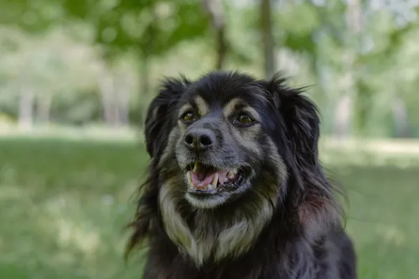 Pies do adopcji, Radom, 31 stycznia 2026 (1/5)