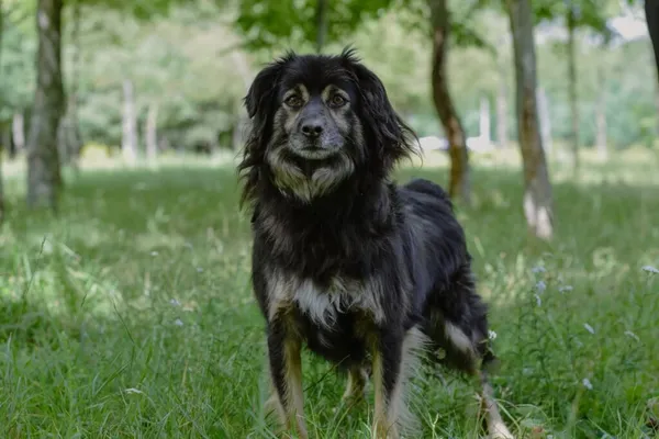 Pies do adopcji, Radom, 31 stycznia 2026 (2/5)