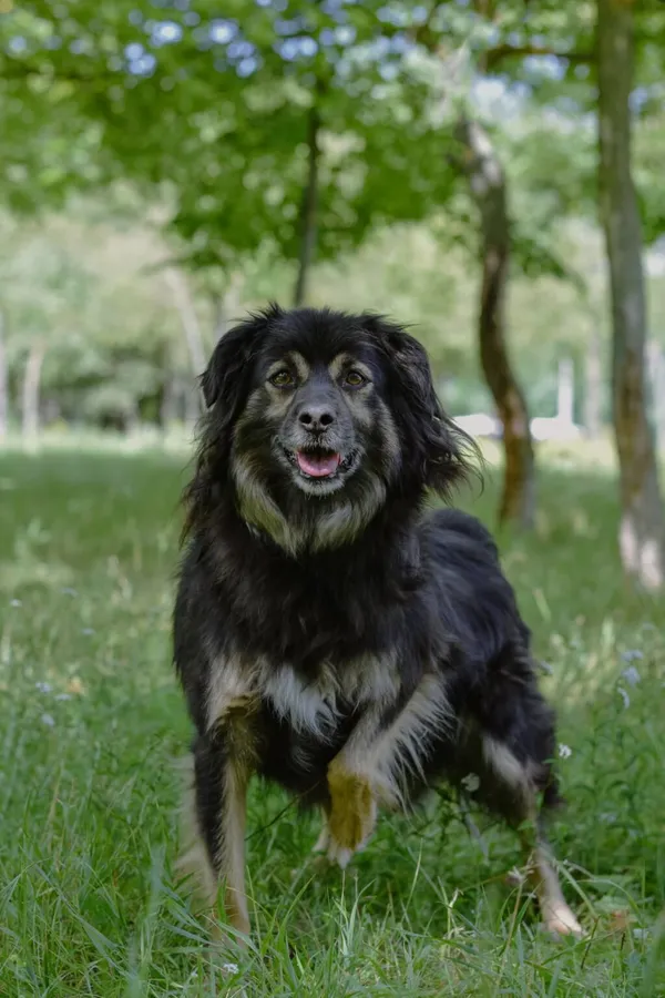 Pies do adopcji, Radom, 31 stycznia 2026 (3/5)