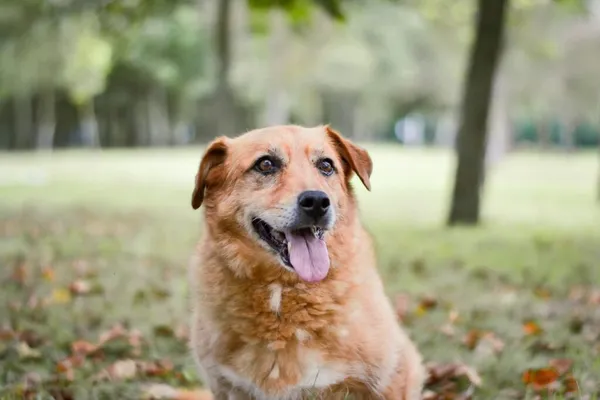 Pies do adopcji, Radom, 21 września 2025 (1/5)