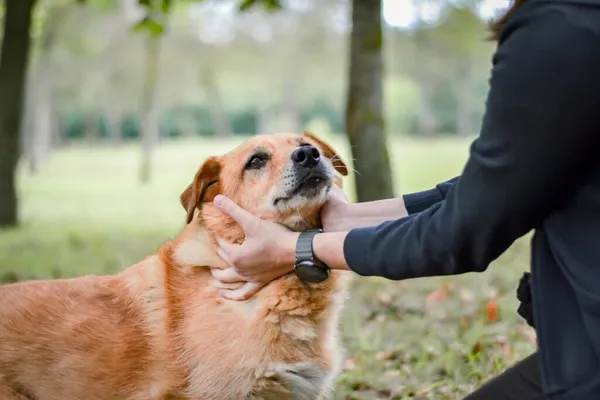 Pies do adopcji, Radom, 21 września 2025 (5/5)