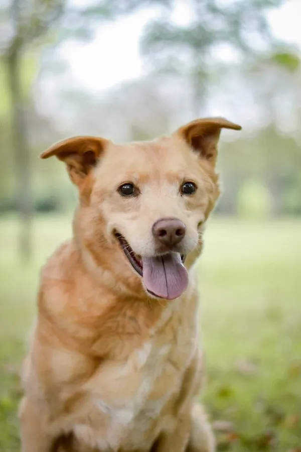 Pies do adopcji, Radom, 21 września 2025 (2/5)