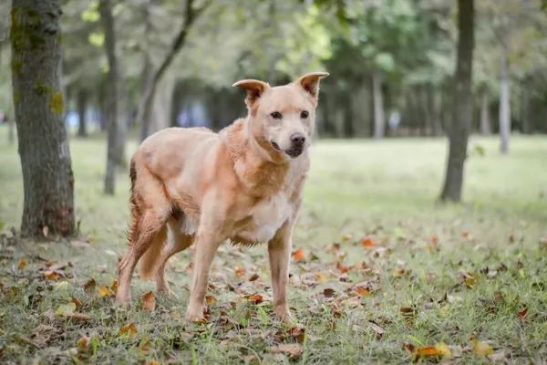 Pies do adopcji, Radom, 21 września 2025 (3/5)