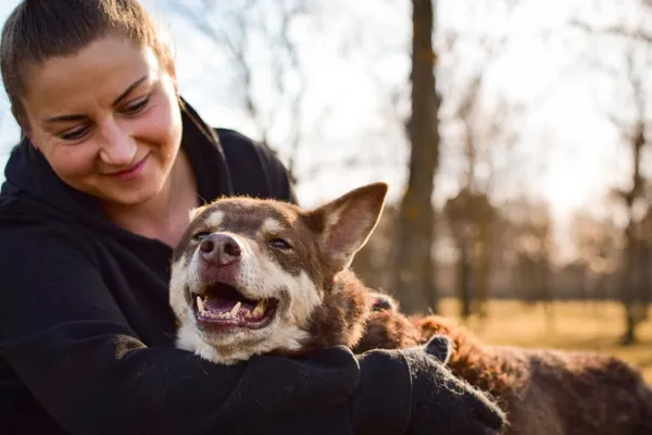 Pies do adopcji, Radom, 12 sierpnia 2025 (1/5)