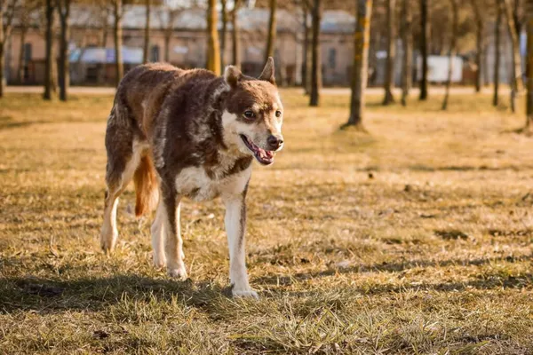 Pies do adopcji, Radom, 12 sierpnia 2025 (2/5)