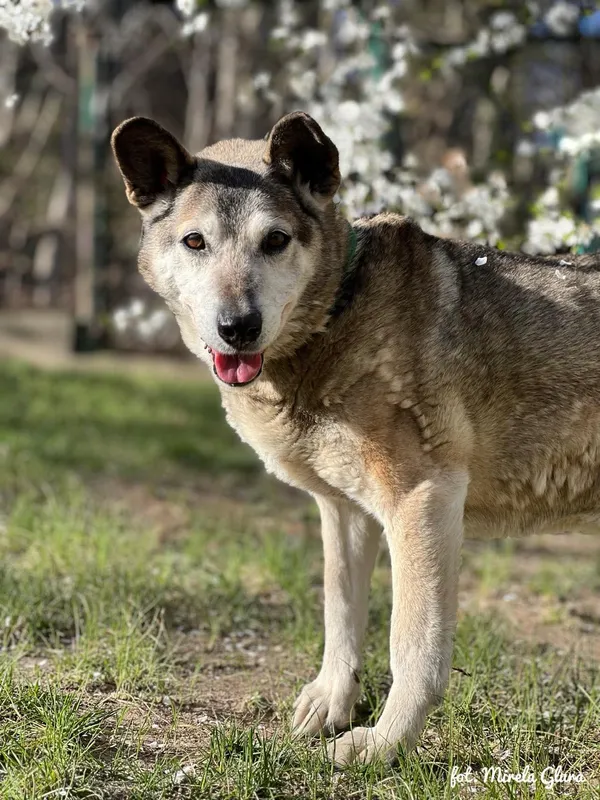 Pies do adopcji, Bydgoszcz, 9 listopada 2025 (3/3)