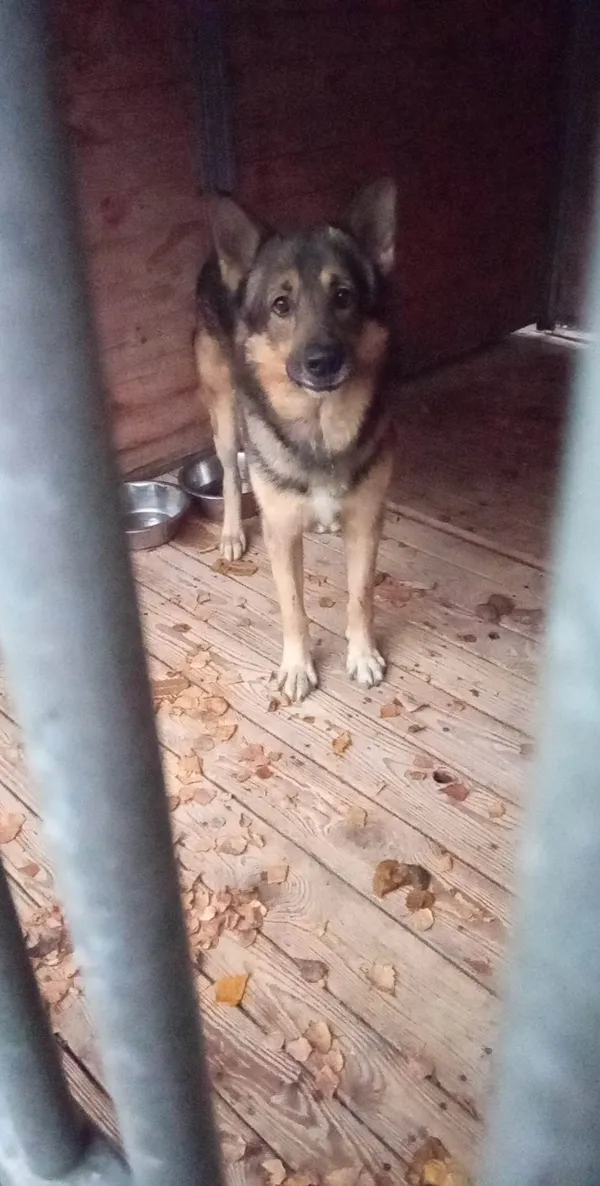 Pies do adopcji, Orzechowce, 31 lipca 2025 (1/5)