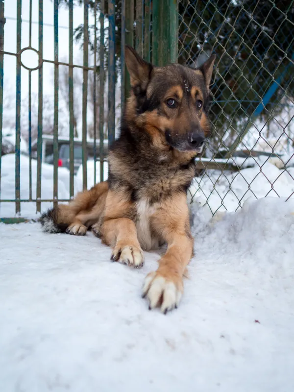 Pies do adopcji, Orzechowce, 31 lipca 2025 (3/5)