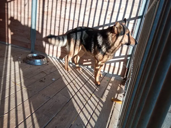 Pies do adopcji, Orzechowce, 2 kwietnia 2022 (1/5)