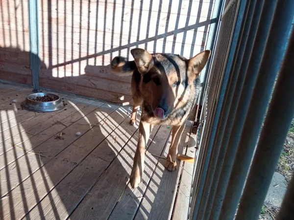 Pies do adopcji, Orzechowce, 2 kwietnia 2022 (3/5)