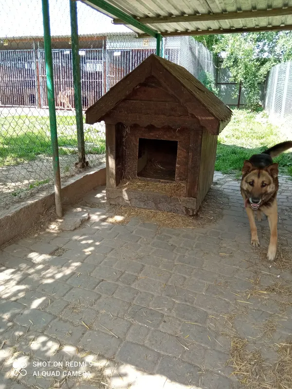 Pies do adopcji, Orzechowce, 24 czerwca 2020 (1/5)