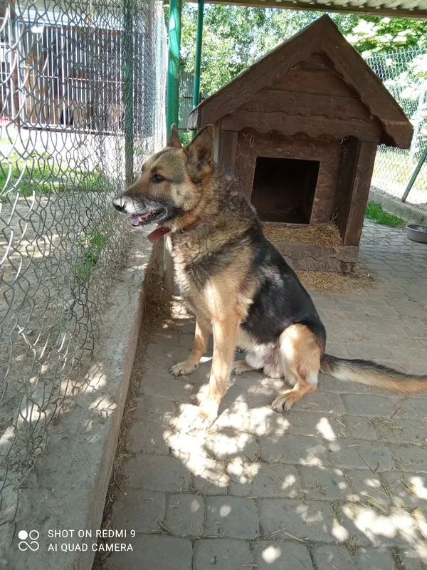 Pies do adopcji, Orzechowce, 24 czerwca 2020 (2/5)