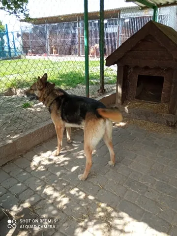 Pies do adopcji, Orzechowce, 24 czerwca 2020 (3/5)