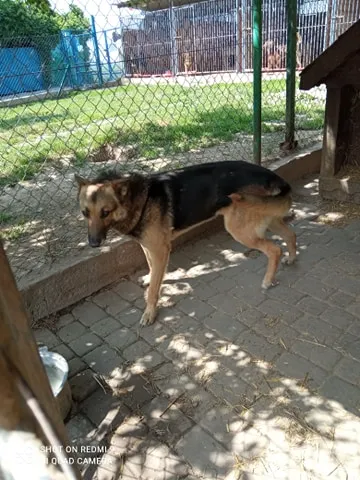 Pies do adopcji, Orzechowce, 24 czerwca 2020 (4/5)