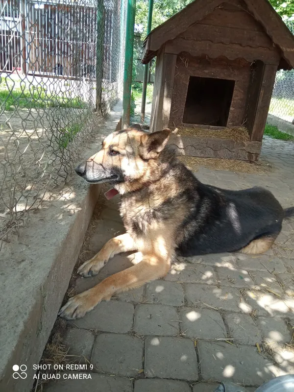 Pies do adopcji, Orzechowce, 24 czerwca 2020 (5/5)