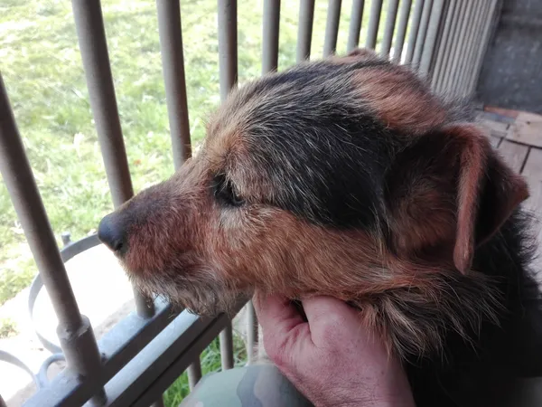 Pies do adopcji, Orzechowce, 1 kwietnia 2020 (1/5)