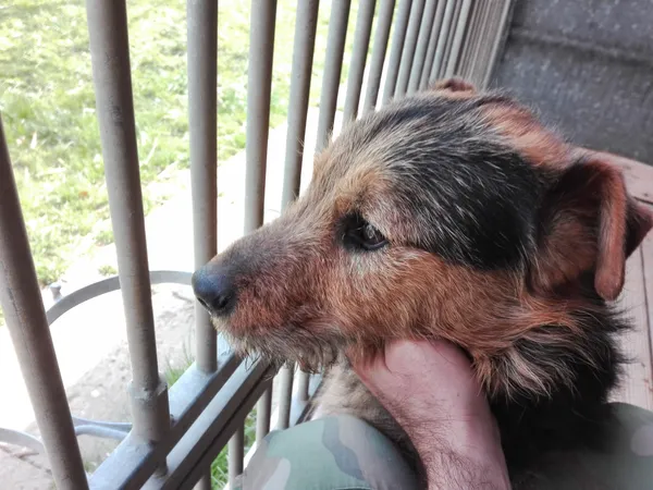 Pies do adopcji, Orzechowce, 1 kwietnia 2020 (2/5)