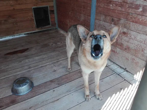 Pies do adopcji, Orzechowce, 18 kwietnia 2019 (2/5)