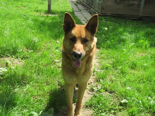 Pies do adopcji, Orzechowce, 18 kwietnia 2019 (4/5)