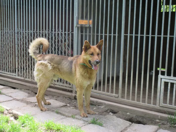 Pies do adopcji, Orzechowce, 18 kwietnia 2019 (5/5)