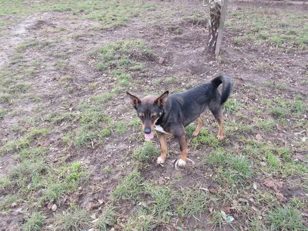 Pies do adopcji, Orzechowce, 14 grudnia 2012 (1/5)