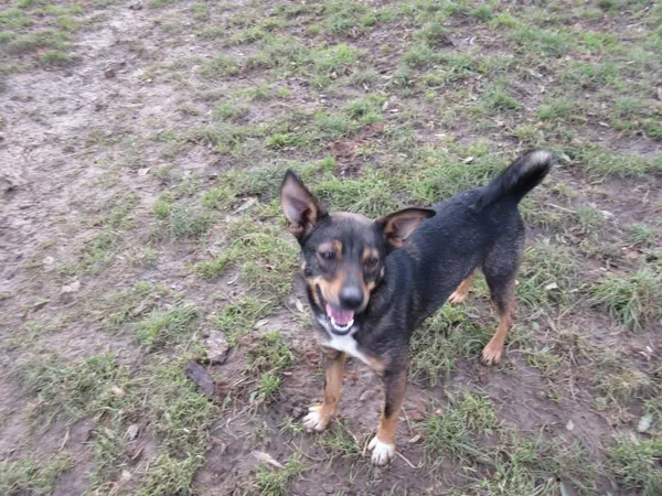 Pies do adopcji, Orzechowce, 14 grudnia 2012 (2/5)