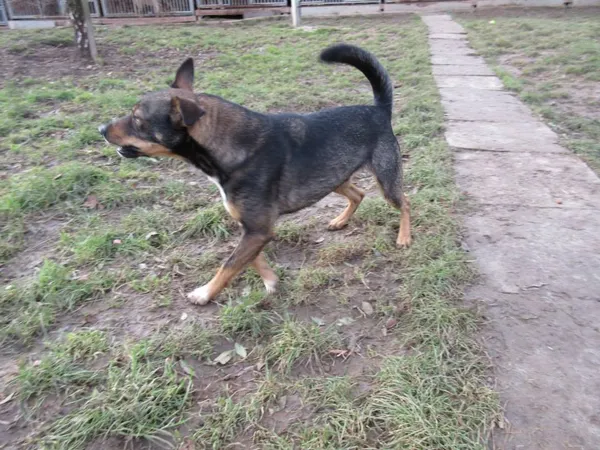 Pies do adopcji, Orzechowce, 14 grudnia 2012 (3/5)