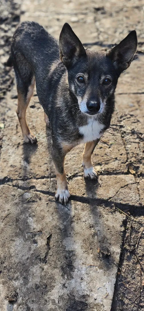 Pies do adopcji, Orzechowce, 14 grudnia 2012 (5/5)