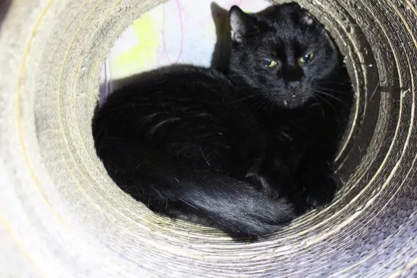 Znaleziono kota, Łódź, 15 października 2021