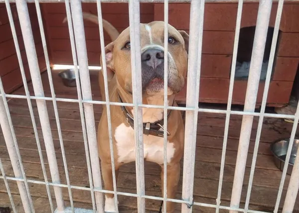 Pies do adopcji, Gorzów Wielkopolski, 1 stycznia 2024