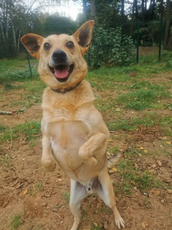 Pies do adopcji, Częstochowa, 7 marca 2022 (3/5)