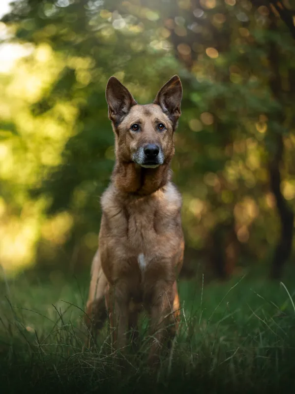 Pies do adopcji, Częstochowa, 9 listopada 2021 (1/5)