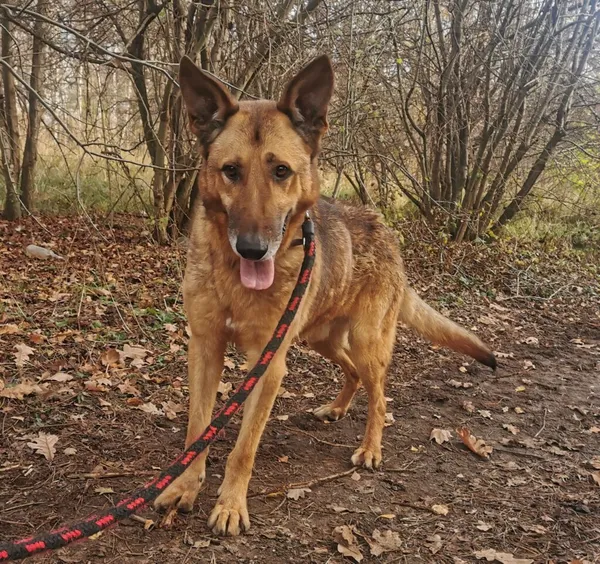 Pies do adopcji, Częstochowa, 9 listopada 2021 (3/5)