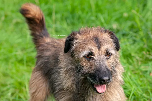 Pies do adopcji, Częstochowa, 27 maja 2021 (2/5)