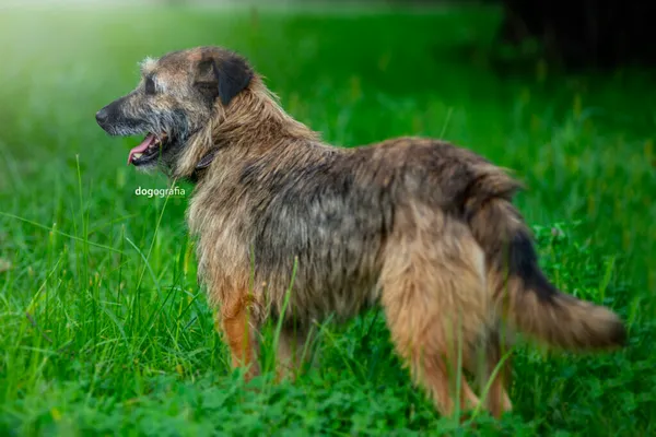 Pies do adopcji, Częstochowa, 27 maja 2021 (4/5)