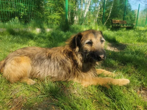 Pies do adopcji, Częstochowa, 27 maja 2021 (5/5)