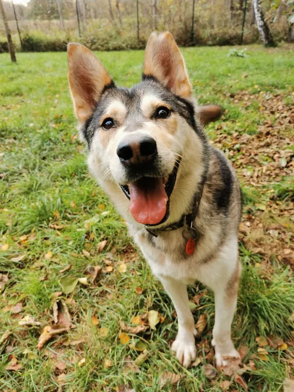 Pies do adopcji, Częstochowa, 15 kwietnia 2021 (2/5)